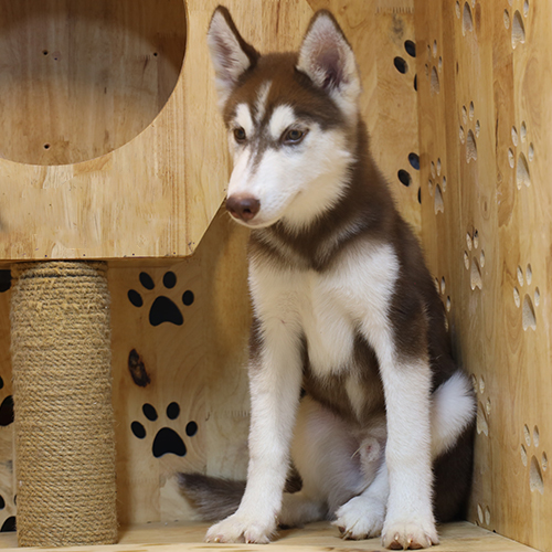 Chó Husky 3–6 tháng tuổi lông nâu trắng ngồi trong chuồng gỗ với nền trang trí hình dấu chân chó.