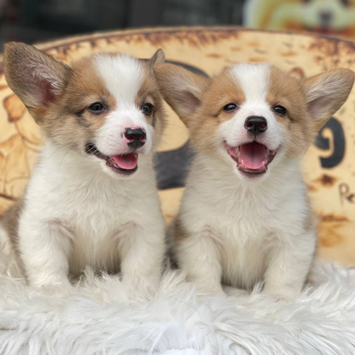 Anh em Gabi, cặp chó Corgi 2 tháng tuổi, màu Vàng trắng, đáng yêu, khỏe mạnh và thuần chủng.