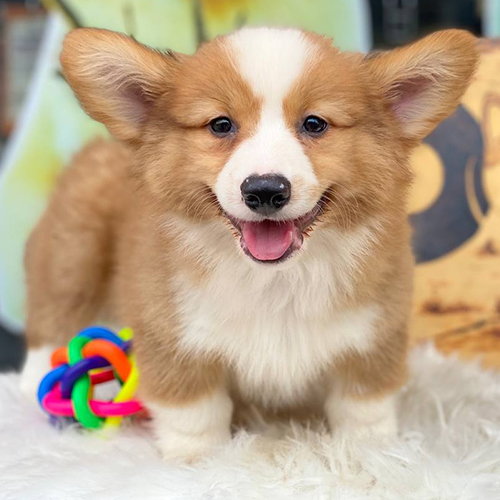 Chú chó Corgi nhập khẩu đáng yêu của Chomeocanh.com.