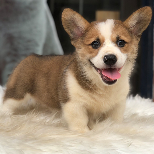 Chó Corgi vàng trắng thuần chủng đang vui vẻ, đuôi cụt tự nhiên theo tiêu chuẩn giống Pembroke