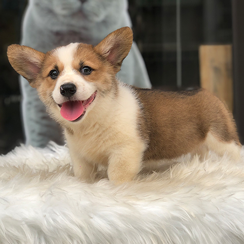 Chó Corgi mini dễ thương với bộ lông mịn và dáng đứng nhỏ nhắn.