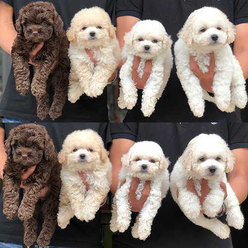 Bốn chú chó Poodle con nhiều màu sắc được bế trên tay.