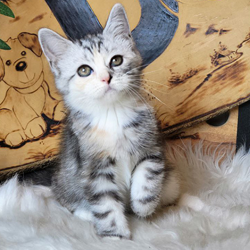 Mèo Anh lông ngắn tabby xám sọc đen ngồi trên thảm lông trắng
