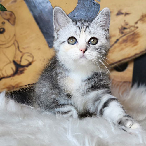 Mèo Anh lông ngắn tabby bicolor đáng yêu trên thảm lông.