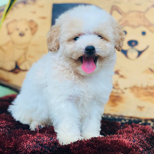 Chó Poodle trắng-kem đáng yêu với bộ lông bồng bềnh và nụ cười rạng rỡ.