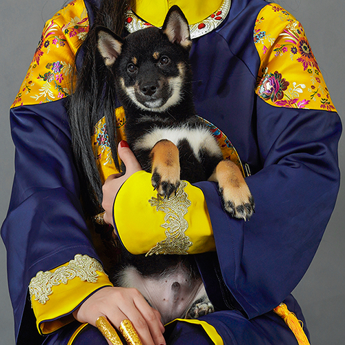 Chó Shiba đen và nâu thuần chủng trong trang phục truyền thống