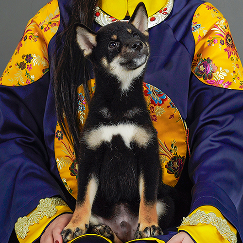 Chó Shiba Inu đen nâu thông minh, ngồi trên tay chủ mặc áo truyền thống