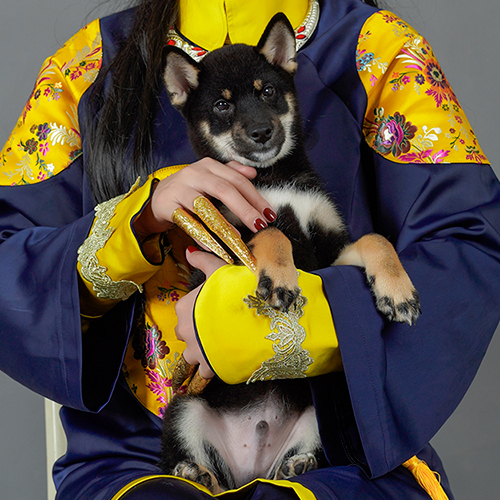 Chó Shiba Inu đen thuần chủng được bế bởi người mặc áo truyền thống, minh họa lưu ý khi mua chó Shiba Đà Nẵng