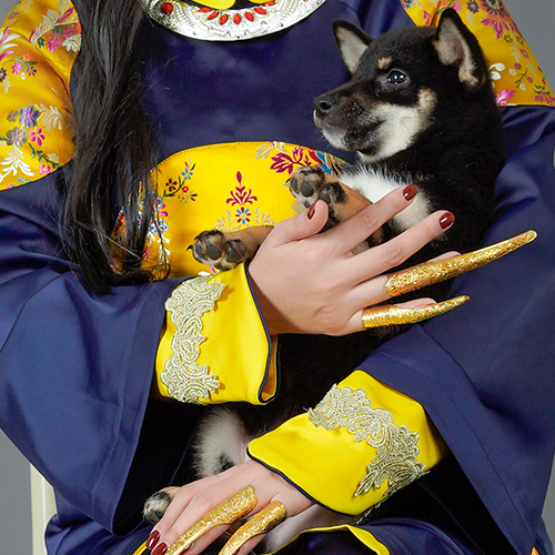 Chó Shiba Inu màu đen nâu được bế trên tay, người chủ mặc trang phục truyền thống đẹp mắt