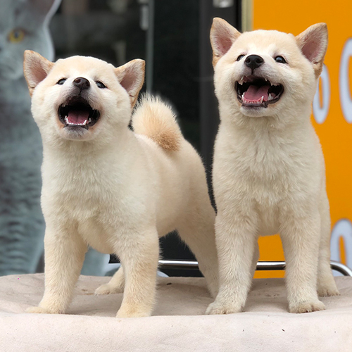 Hai chó Shiba Inu con trắng thuần chủng, thân hình cân đối, lông dày, phản ứng nhanh nhẹn