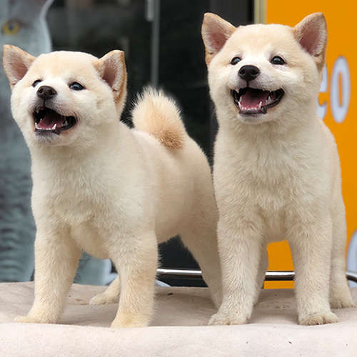 Hai chú chó Shiba Inu màu kem tươi cười, dáng đứng khỏe khoắn và đáng yêu trước cửa hàng thú cưng.