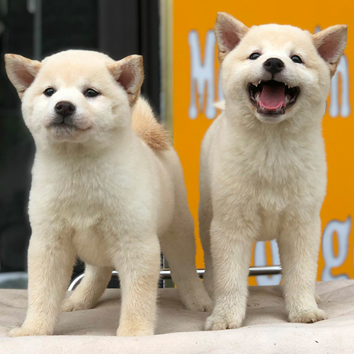 Hai chú chó Shiba Inu lông trắng đứng cạnh nhau trông khỏe mạnh và đáng yêu