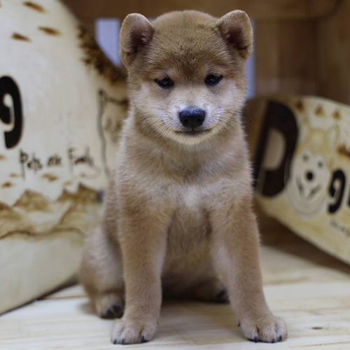 Chó Shiba Inu con ngồi yên với ánh mắt lo lắng, biểu cảm nhạy cảm dễ nhận biết ở giống chó Nhật