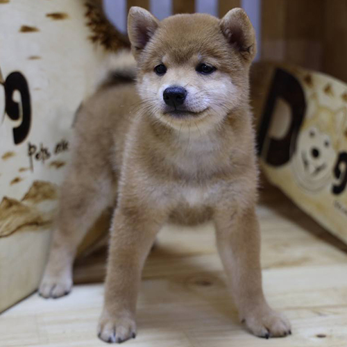 Shiba Inu vàng nhỏ nhắn giống cáo