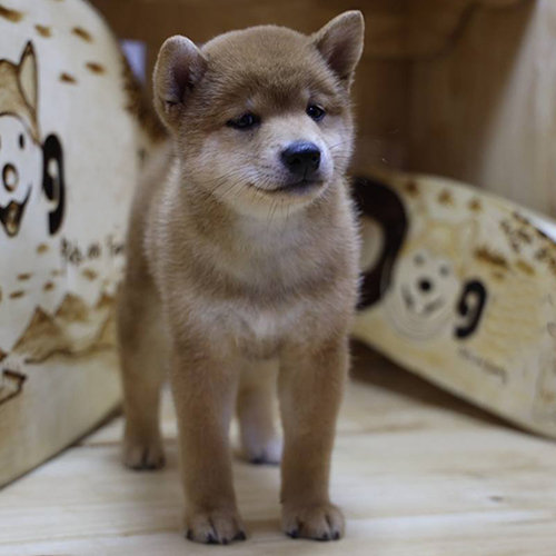 Chó Shiba Inu con lông vàng trắng dễ thương