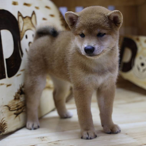 Chó Shiba Inu con lông nâu đứng yên tĩnh trong chuồng gỗ