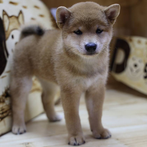 Chó Shiba Inu con thuần chủng màu đỏ nâu đứng trong chuồng gỗ tại Chomeocanh.com