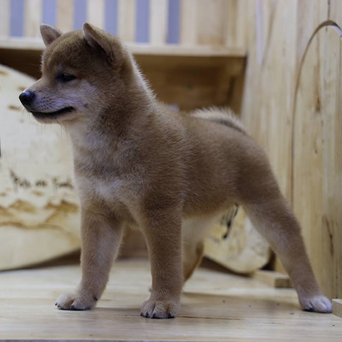 Chó Shiba Inu con thuần chủng màu đỏ nâu, dáng đứng đẹp, giá bán tùy thuộc nguồn gốc và xuất xứ