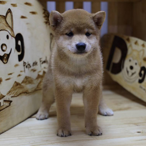 Chó Shiba Inu con thuần chủng đứng nghiêm trong chuồng gỗ, từng được chọn đóng vai Cậu Vàng gây tranh cãi
