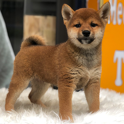 Chó Shiba Inu thuần chủng màu đỏ đứng dáng oai phong, nổi bật với ngoại hình tinh nghịch và lanh lợi