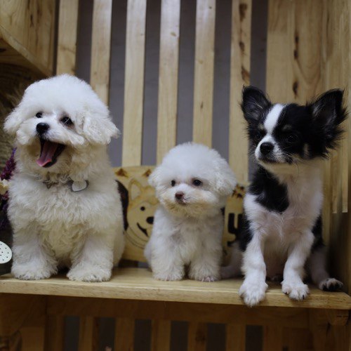 Bichon – Poodle – Chihuahua: Bộ ba nhí nhố tại Chomeocanh.com 🐾