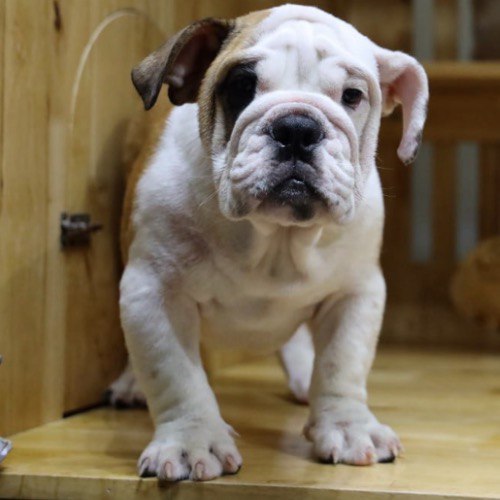 Chó Bulldog Anh dễ thương ngồi trong lồng gỗ.