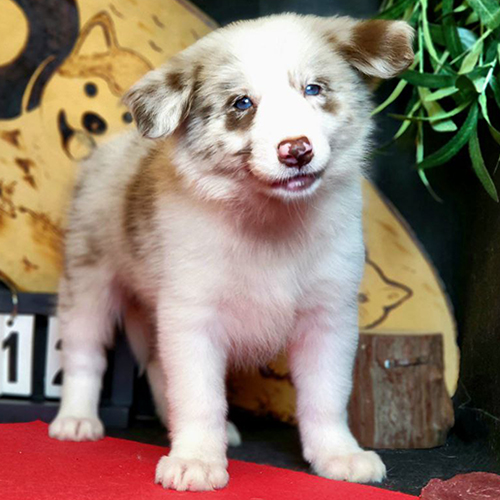 Chó Border Collie Lilac Merle con lông loang hiếm