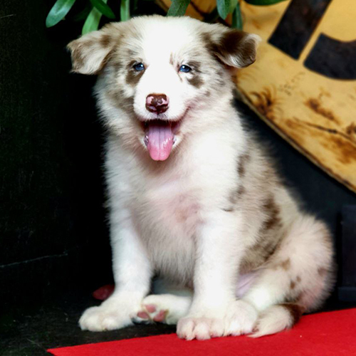 Border Collie Bodacious Blue Merle Lilac mắt xanh, lông độc đáo, 2 tháng tuổi