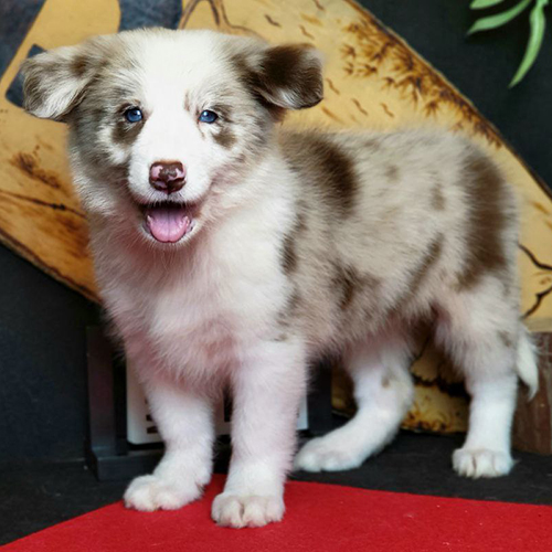 chó Border Collie lilac merle cái với mắt xanh lam, lông loang độc đáo, đứng trên nền đỏ