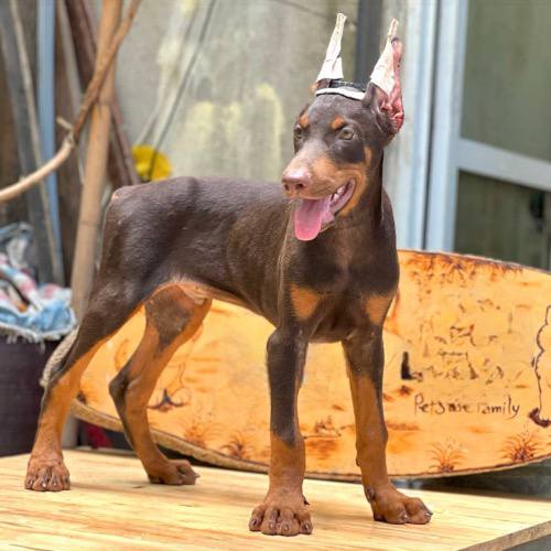 Chó Doberman mạnh mẽ, canh gác tốt và cần huấn luyện đúng cách.