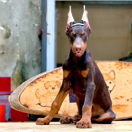 Doberman Pinscher tai dựng, giống chó thông minh và mạnh mẽ.