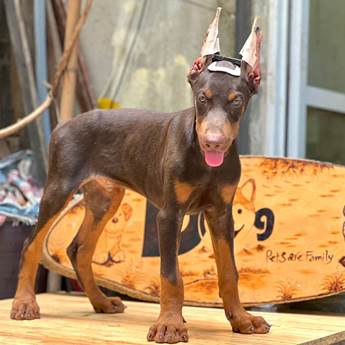 Chó Doberman thuần chủng lông nâu đen, tai cắt dựng đứng, dáng đứng oai vệ tại Chomeocanh.com