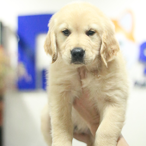 Chó Golden Retriever con thuần chủng được nâng nhẹ bằng tay