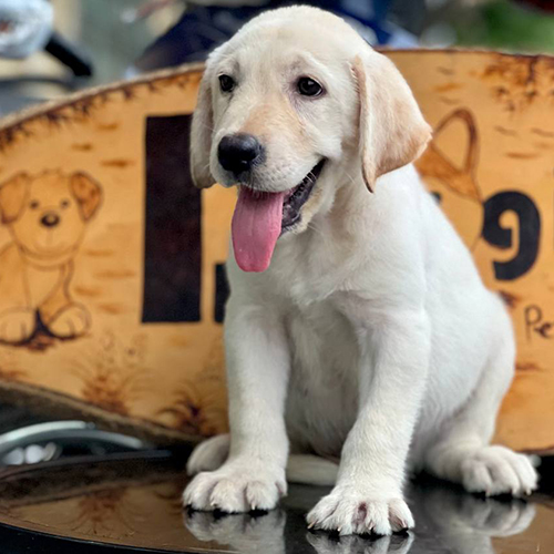 Chó Labrador trắng thuần chủng ngồi thè lưỡi dễ thương