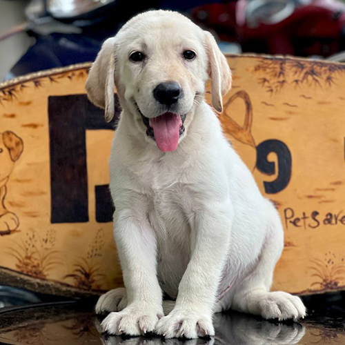 Chó Labrador trắng ngồi thè lưỡi đáng yêu
