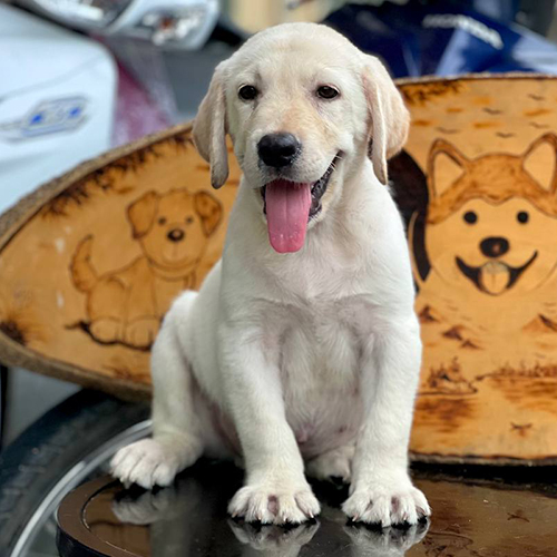 Chó Labrador thuần chủng vàng ngồi thè lưỡi đáng yêu