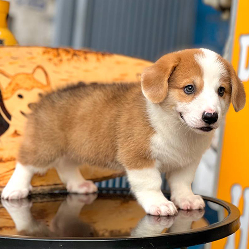 Chó Corgi đực với ngoại hình vạm vỡ và tính cách thông minh.