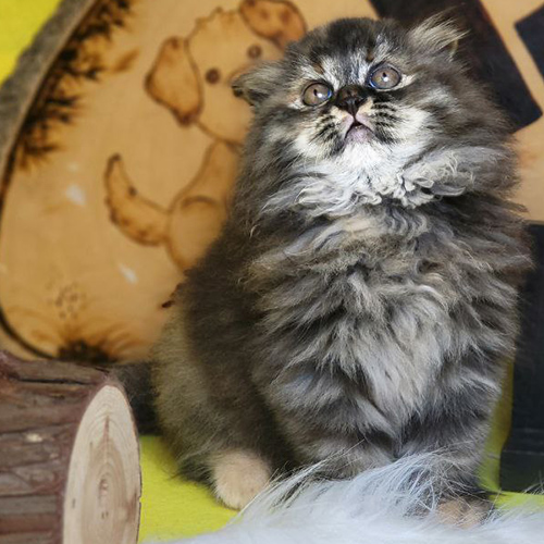 Mèo Scottish tai cụp lông dài màu tabby sang trọng