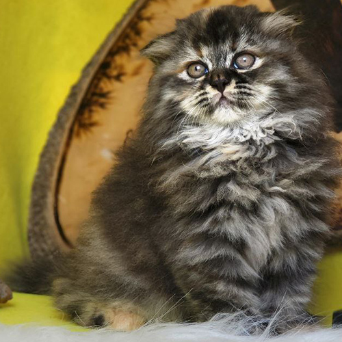 Mèo Scottish tai cụp tabby lông dài với bộ lông xù dày và mắt tròn to