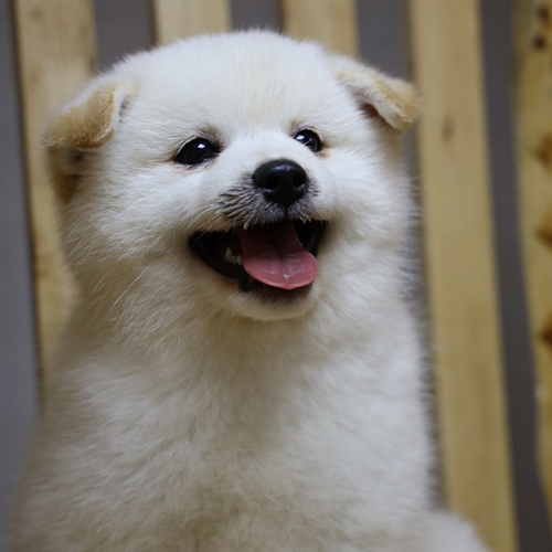 Chó Shiba Inu trắng cười tươi, giống chó nhỏ đến từ Nhật Bản