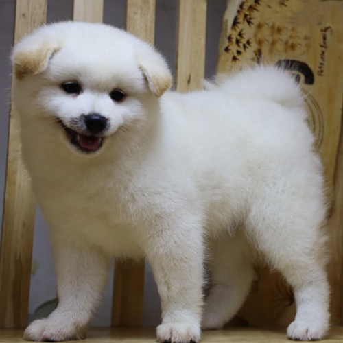 Chó Shiba Inu lông trắng vui vẻ, cần được chăm sóc và huấn luyện từ nhỏ