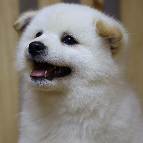 Chó Shiba Inu trắng thuần chủng với khuôn mặt chuẩn, mắt hếch, tai tam giác và mõm dày