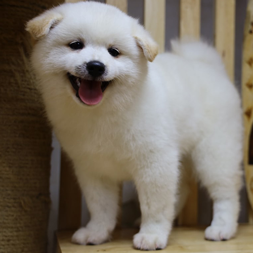 Chó Shiba Inu màu trắng đáng yêu với bộ lông bông mềm mượt.