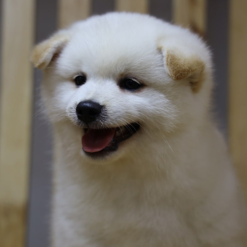 Chú chó Shiba Inu trắng đáng yêu đang mỉm cười