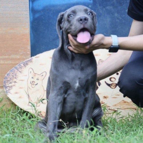 Chó Cane Corso (Ngao Ý) ngồi trên cỏ, là giống chó mạnh mẽ và dễ trở nên dữ nếu không huấn luyện tốt.