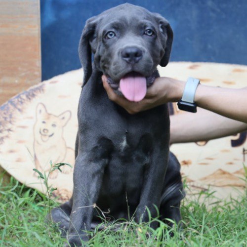 Chó Cane Corso thông minh, thính nhạy và là giống giữ nhà tuyệt vời.