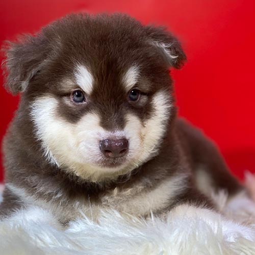 Chó Alaska Malamute con nằm trên nền mềm mại, phù hợp với môi trường sống rộng rãi, mát mẻ.