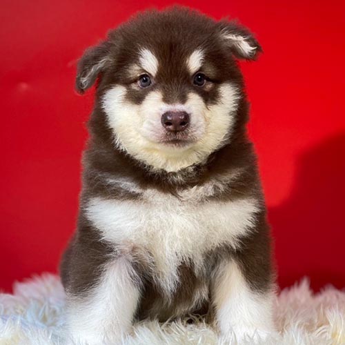 Chó Alaska bỏ ăn do biến đổi sức khỏe bên trong