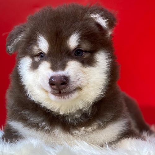 Chó Alaska con nâu đỏ với bộ lông bông xù, đáng yêu.