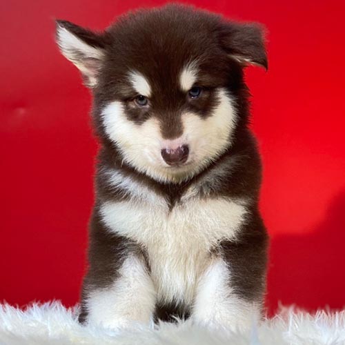 Chó Alaska con lông nâu trắng ngồi nghiêm trước nền đỏ